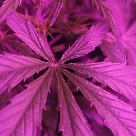 Magnum auto buddha seeds growlog timeline photo