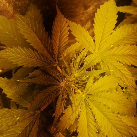 Magnum auto buddha seeds growlog photo: Change yo 400w sodium