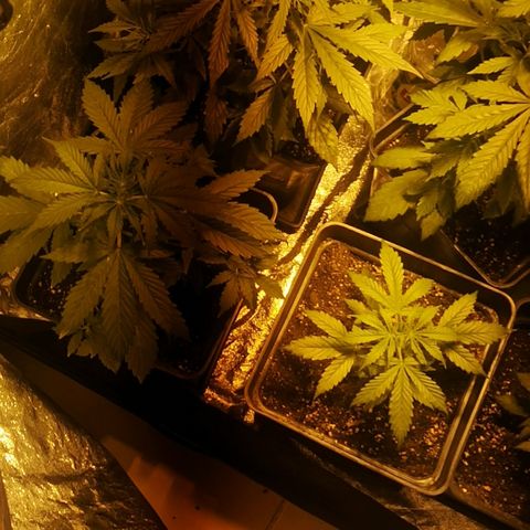 Magnum auto buddha seeds growlog photo: Change yo 400w sodium