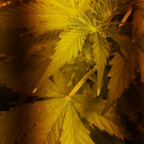 Magnum auto buddha seeds growlog photo: Change yo 400w sodium