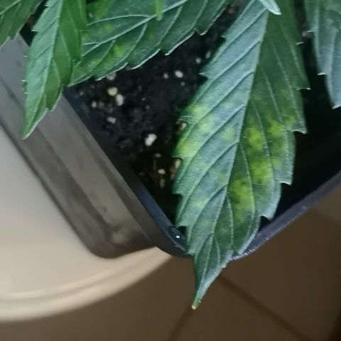 Magnum auto buddha seeds growlog photo: Change yo 400w sodium