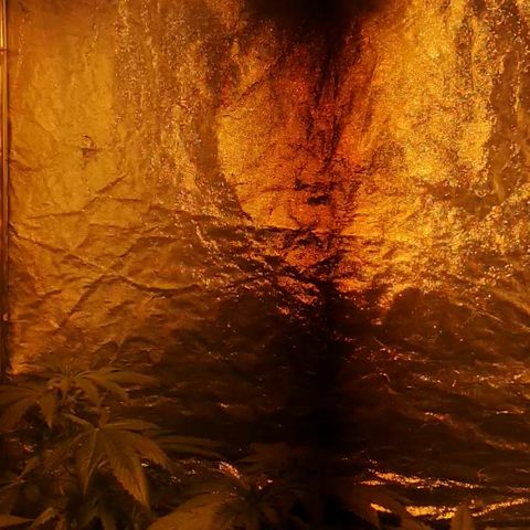 Magnum auto buddha seeds growlog photo: Change yo 400w sodium