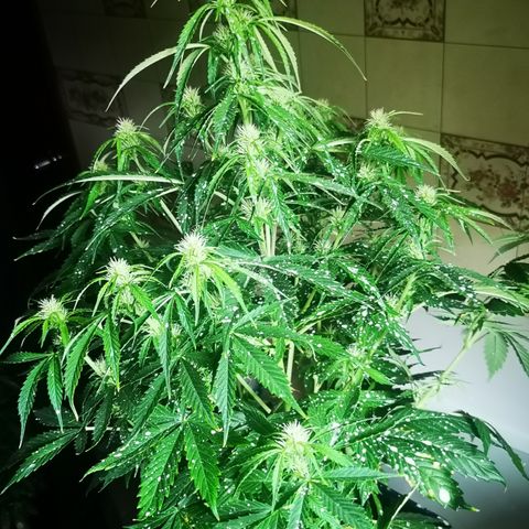 Magnum auto buddha seeds growlog timeline photo