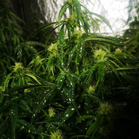 Magnum auto buddha seeds growlog timeline photo