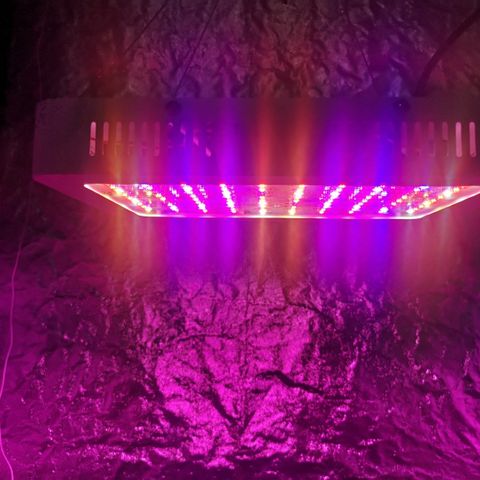 Magnum auto buddha seeds growlog timeline photo