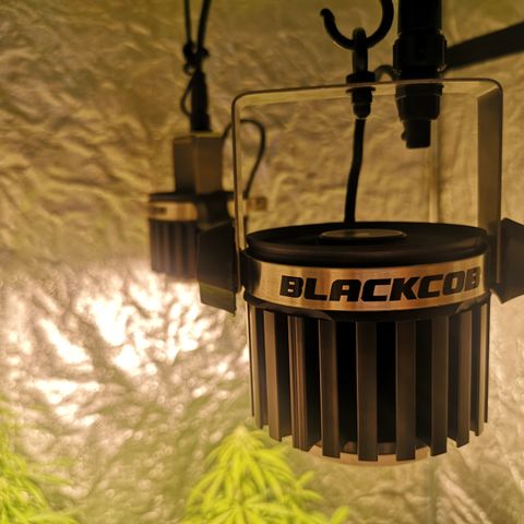 Magnum auto buddha seeds growlog photo: Blackcob f240