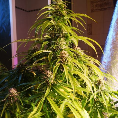 Magnum auto buddha seeds growlog timeline photo