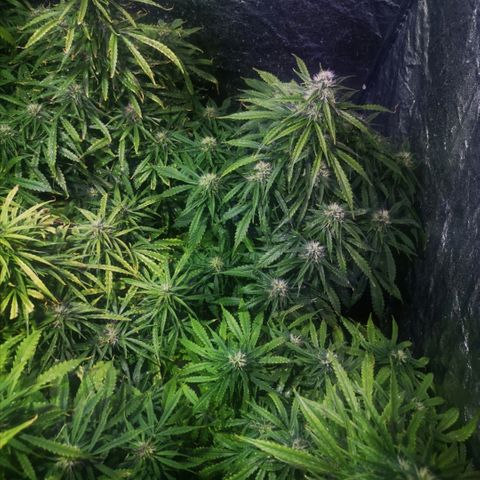 Magnum auto buddha seeds growlog timeline photo