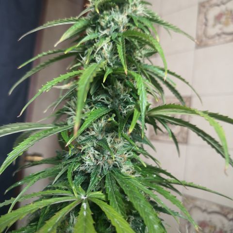 Magnum auto buddha seeds growlog timeline photo