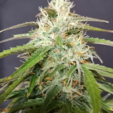 Magnum auto buddha seeds growlog timeline photo