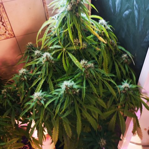 Magnum auto buddha seeds growlog timeline photo