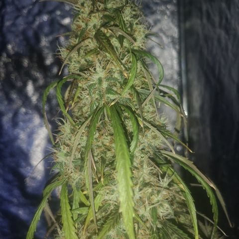 Magnum auto buddha seeds growlog timeline photo
