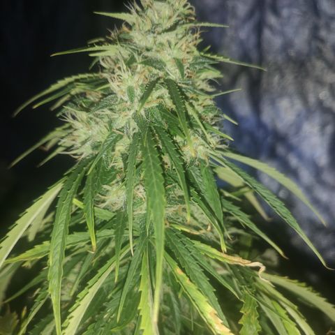 Magnum auto buddha seeds growlog timeline photo