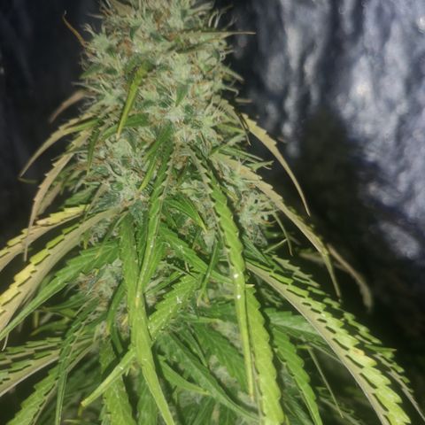Magnum auto buddha seeds growlog timeline photo