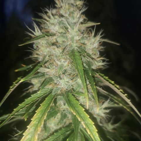Magnum auto buddha seeds growlog timeline photo
