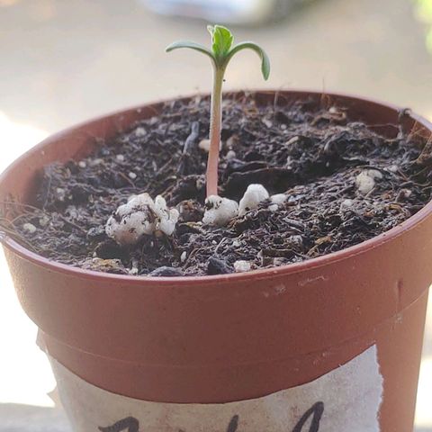Waterramon growlog timeline photo