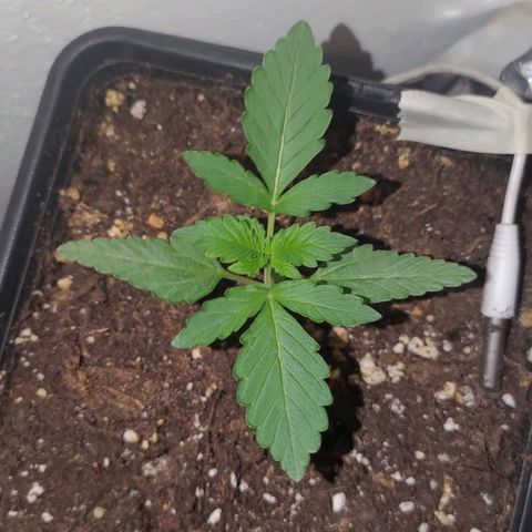 Waterramon growlog timeline photo