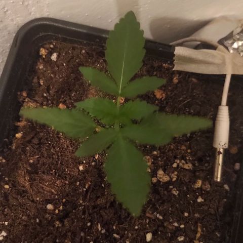 Waterramon growlog timeline photo