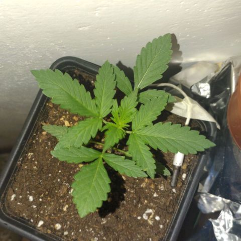 Waterramon growlog timeline photo
