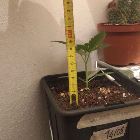Waterramon growlog timeline photo