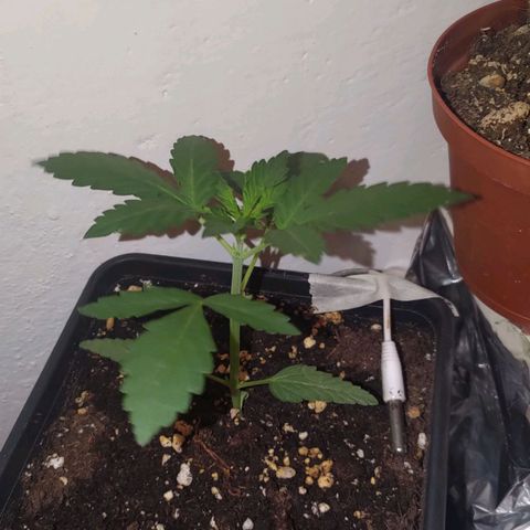 Waterramon growlog timeline photo
