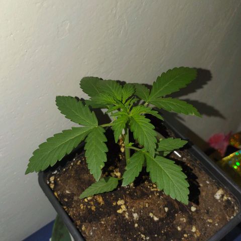 Waterramon growlog timeline photo