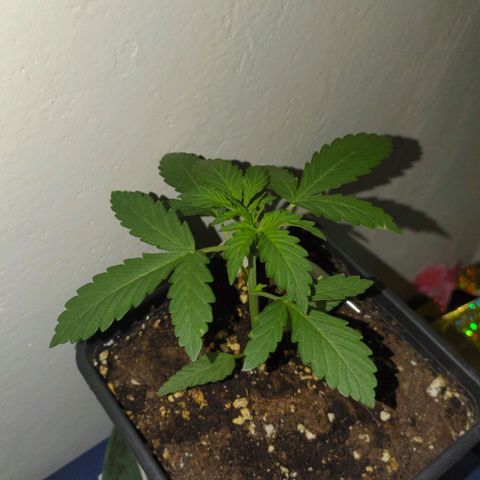 Waterramon growlog timeline photo