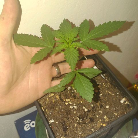 Waterramon growlog timeline photo