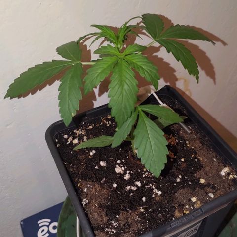 Waterramon growlog timeline photo