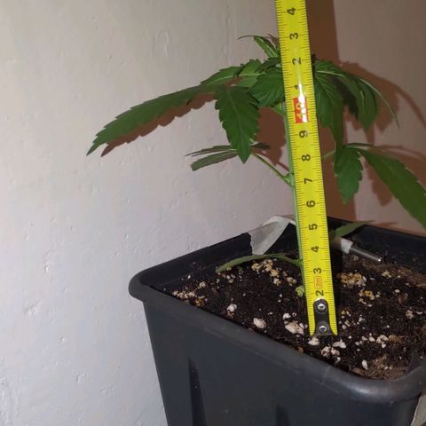Waterramon growlog timeline photo