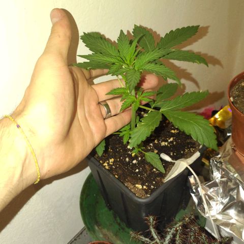Waterramon growlog timeline photo
