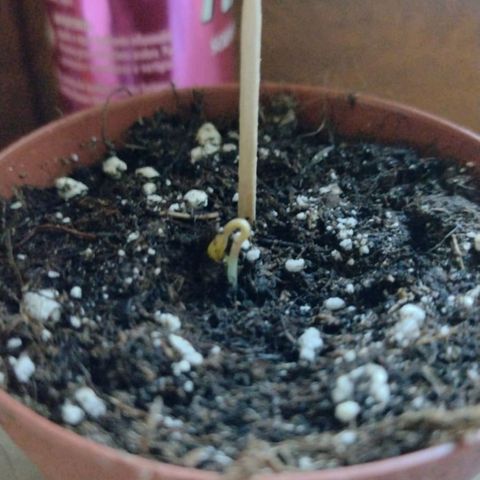 Waterramon growlog timeline photo