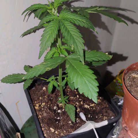 Waterramon growlog timeline photo