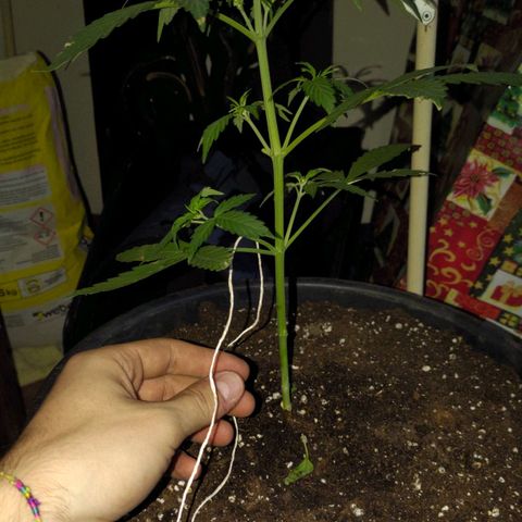 Waterramon growlog timeline photo