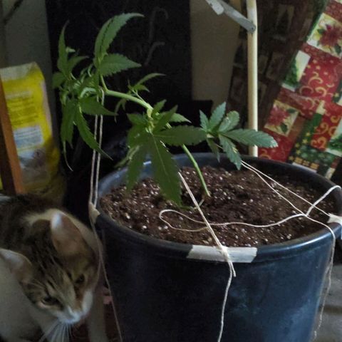 Waterramon growlog timeline photo