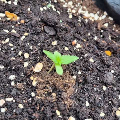 Titan links growlog timeline photo