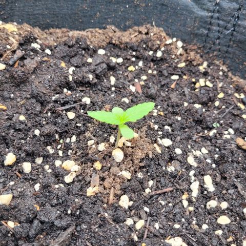 Orion mitte growlog timeline photo