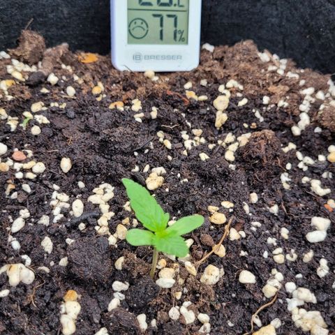Orion rechts growlog timeline photo