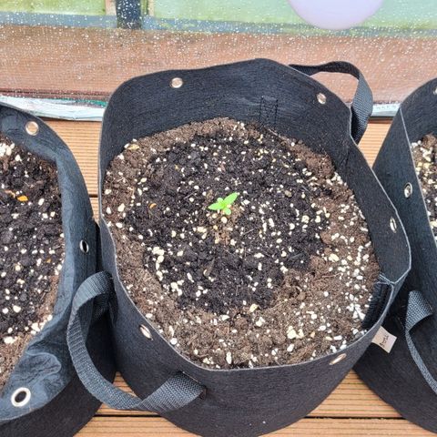 Orion mitte growlog timeline photo