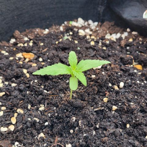 Titan links growlog timeline photo