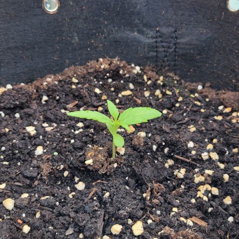 Orion mitte growlog timeline photo