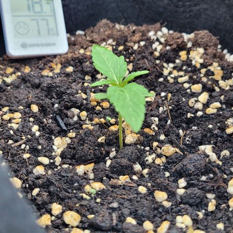Orion rechts growlog timeline photo