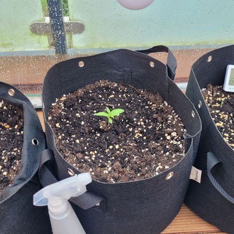 Orion mitte growlog timeline photo