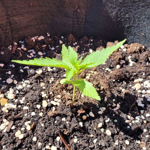 Titan links growlog timeline photo