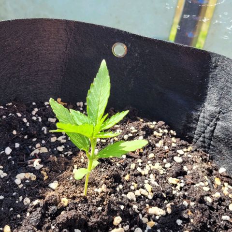 Orion mitte growlog timeline photo