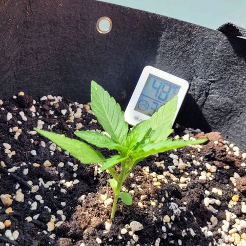 Orion rechts growlog timeline photo