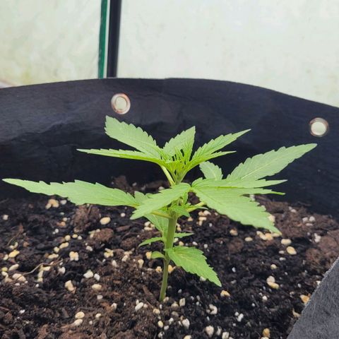 Titan links growlog timeline photo