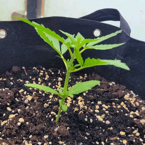 Orion mitte growlog timeline photo