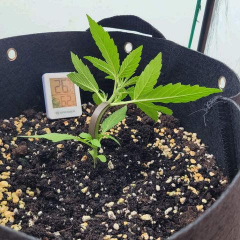 Orion rechts growlog timeline photo