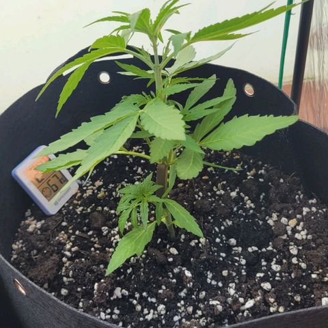 Orion rechts growlog timeline photo